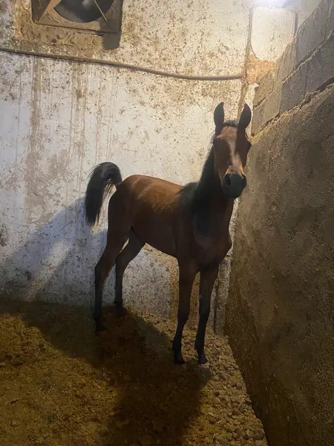 کره اسب کرد ۷ ماهه|اسب و تجهیزات اسب‌سواری|جوین, |دیوار