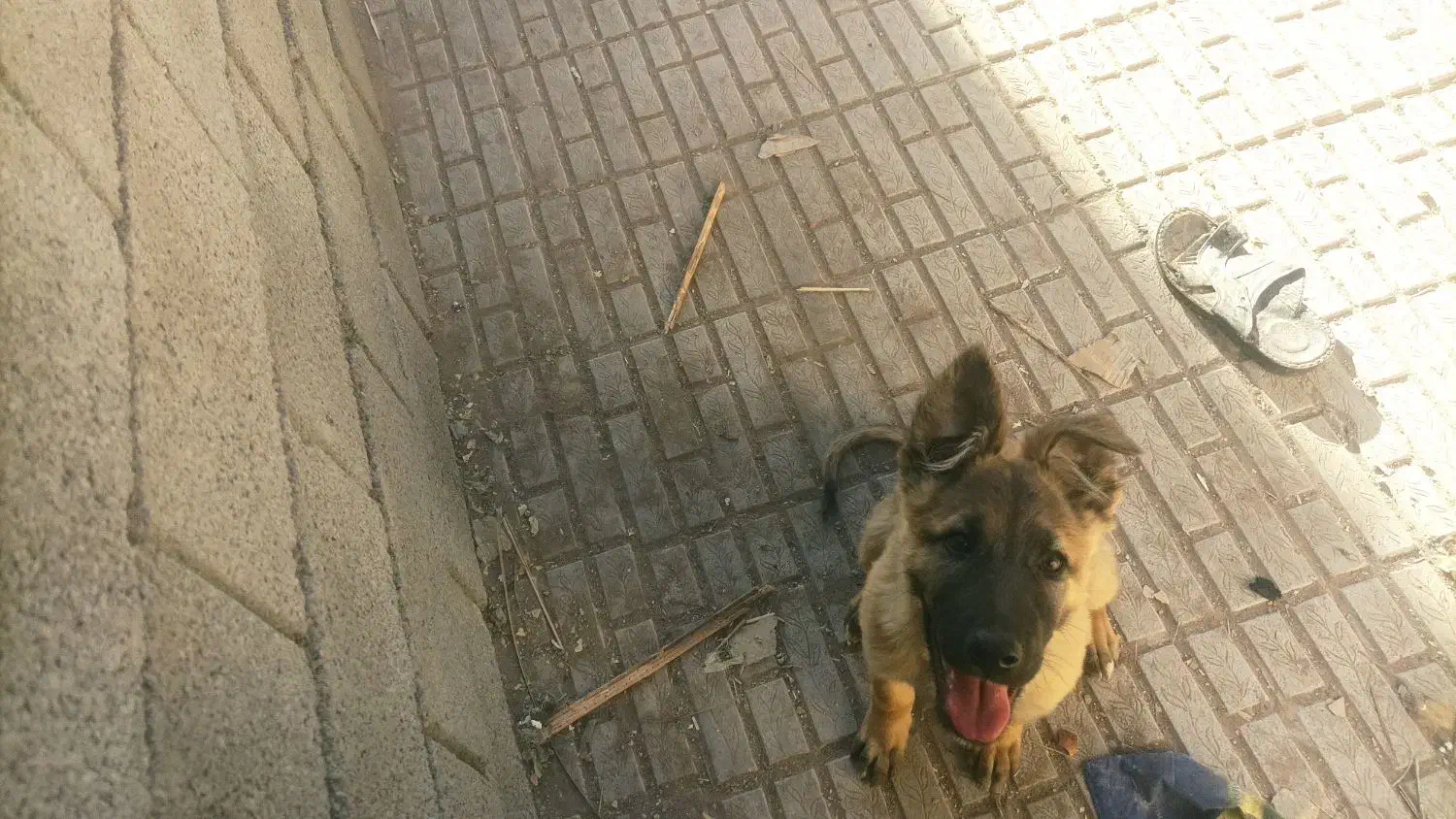 توله ژرمن واگذاری نر|سگ|کرمان, |دیوار