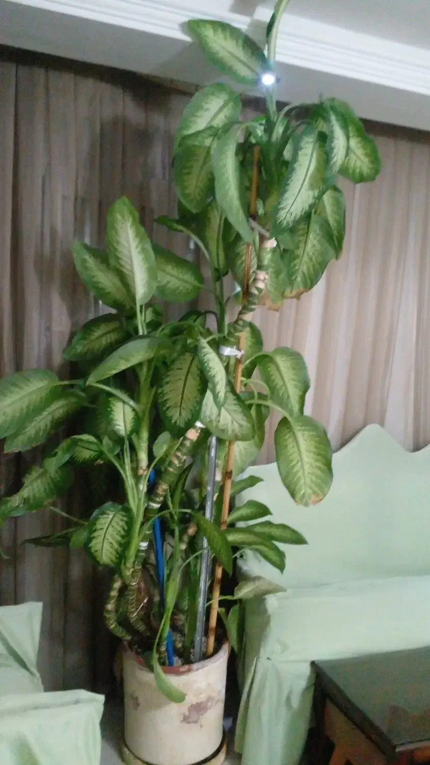 گل بزرگ  دیفن سالم وزیبا|گل و گیاه طبیعی|قزوین, |دیوار