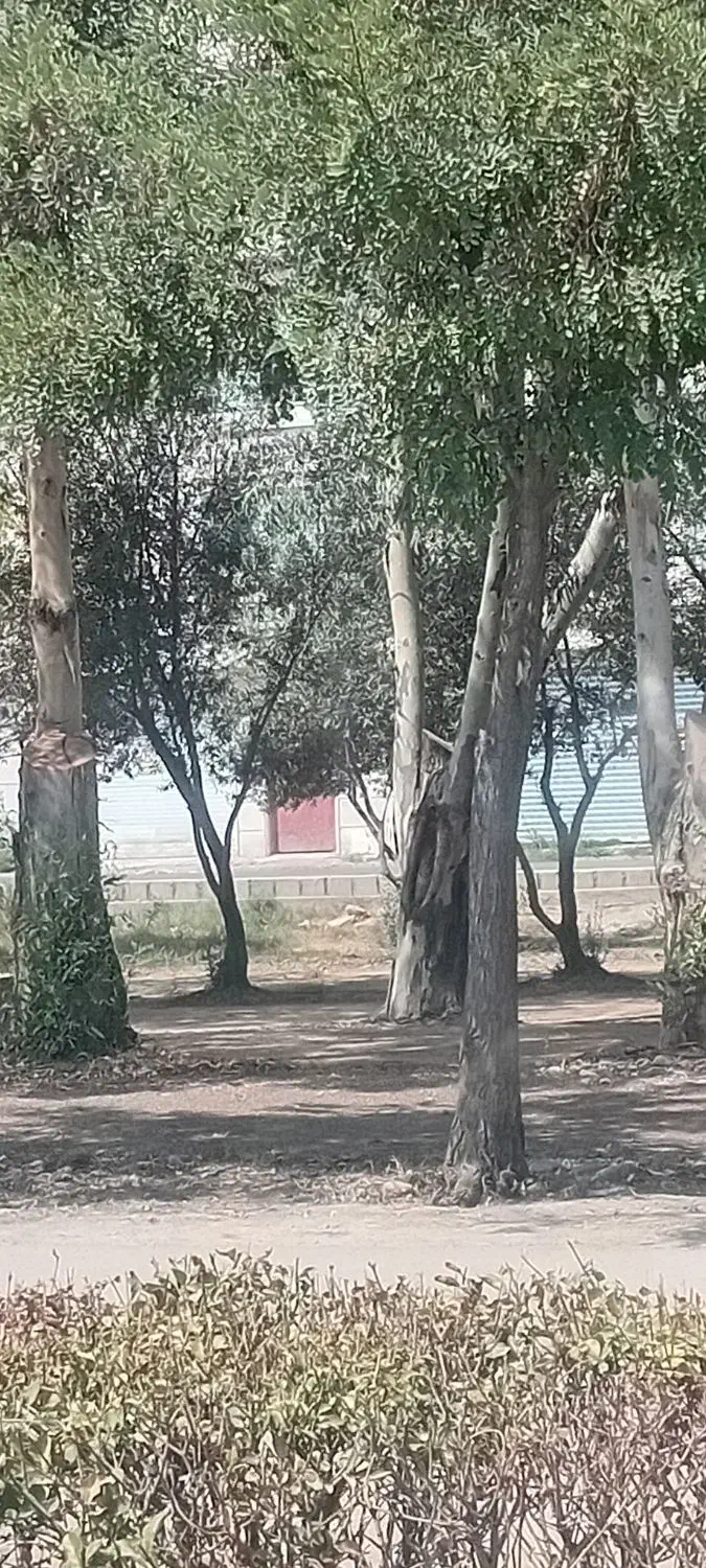 خریدانواع چوب باغی وارس باغ بابالاترین قیمت|خدمات باغبانی و درختکاری|گنبد کاووس, |دیوار