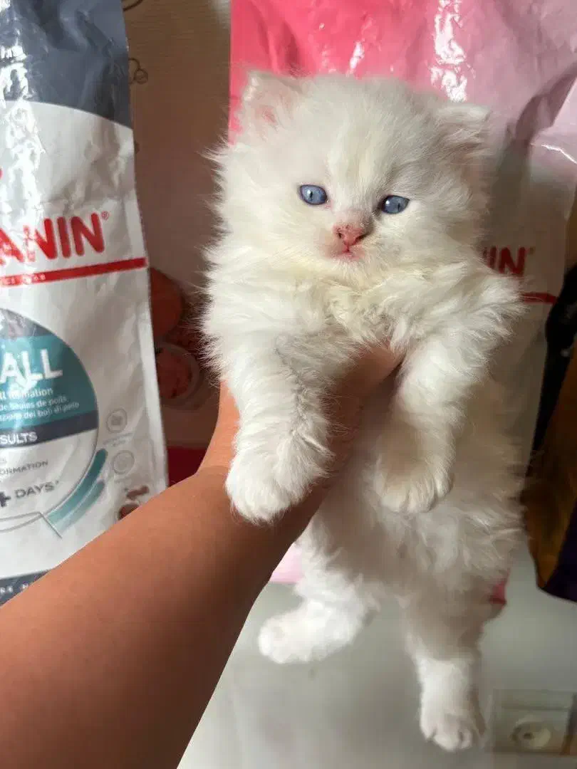 گربه پرشین|گربه|فومن, |دیوار