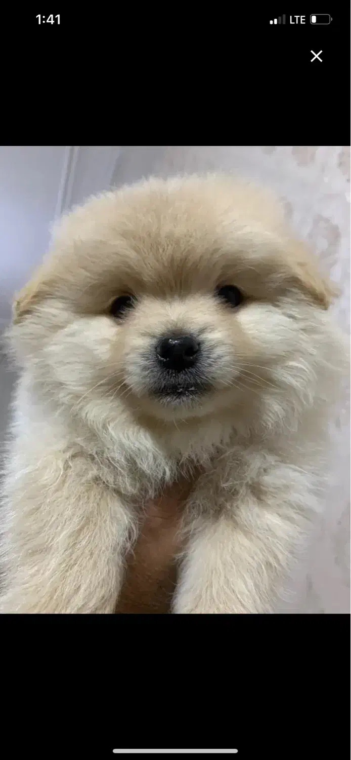 سگ پامرانین|سگ|مرودشت, بهارستان|دیوار