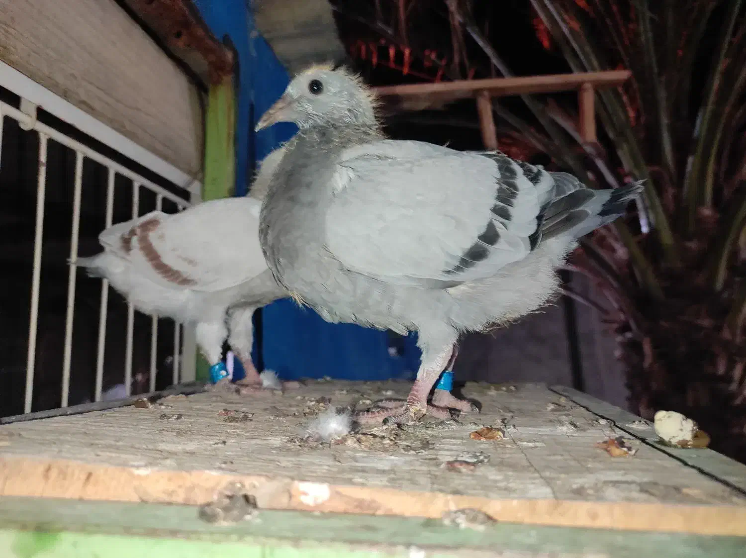 جوجه کبوتر مسافتی|پرنده|آبپخش, |دیوار