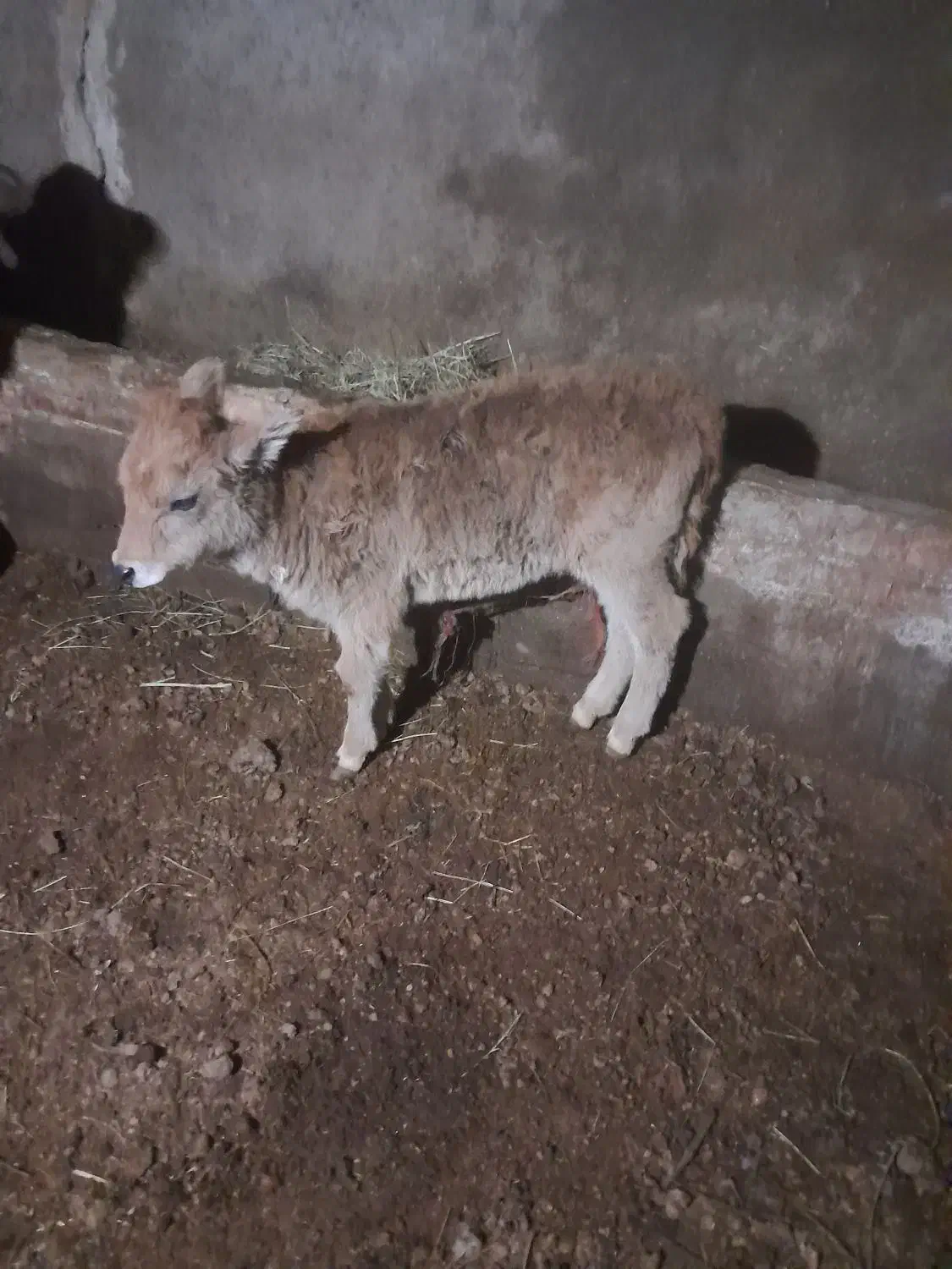 گاو|حیوانات مزرعه|بکتاش, |دیوار