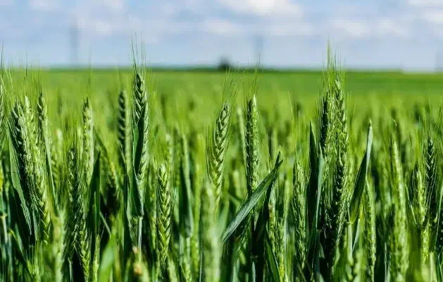 کود ۱۶ درصد اصل|گل و گیاه طبیعی|سرپل ذهاب, |دیوار