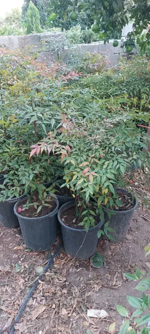 درخت تزئینی و بابا آدم|گل و گیاه طبیعی|شیراز, میرزاکوچک خان|دیوار