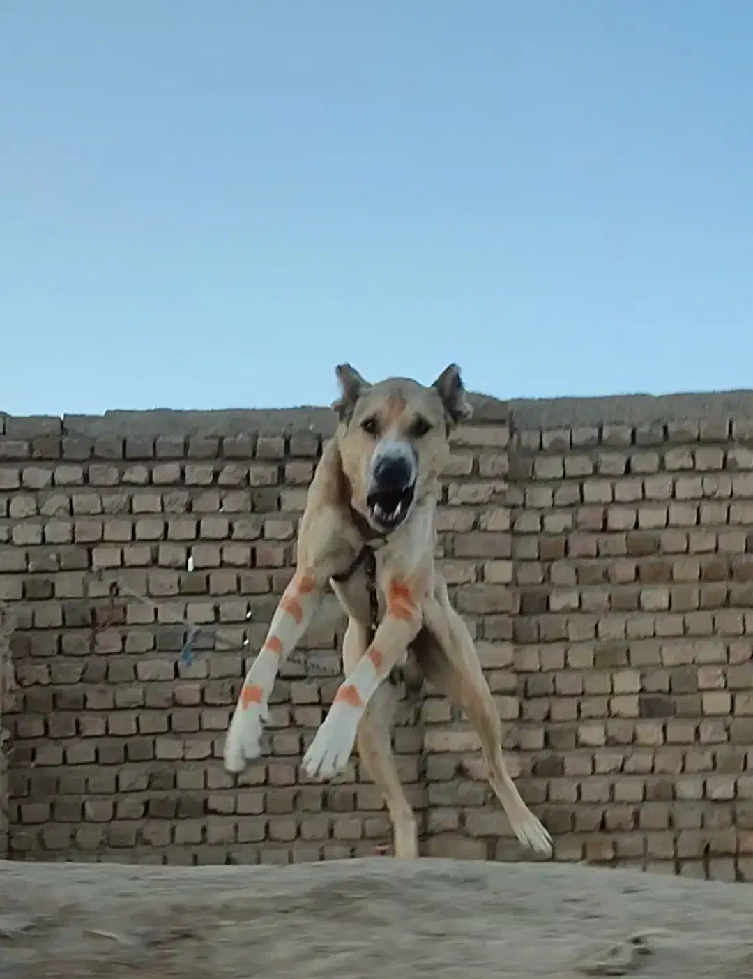 واگذاری سگهای خراسانی نگهبان و گلگی|سگ|مشهد, احمدآباد|دیوار