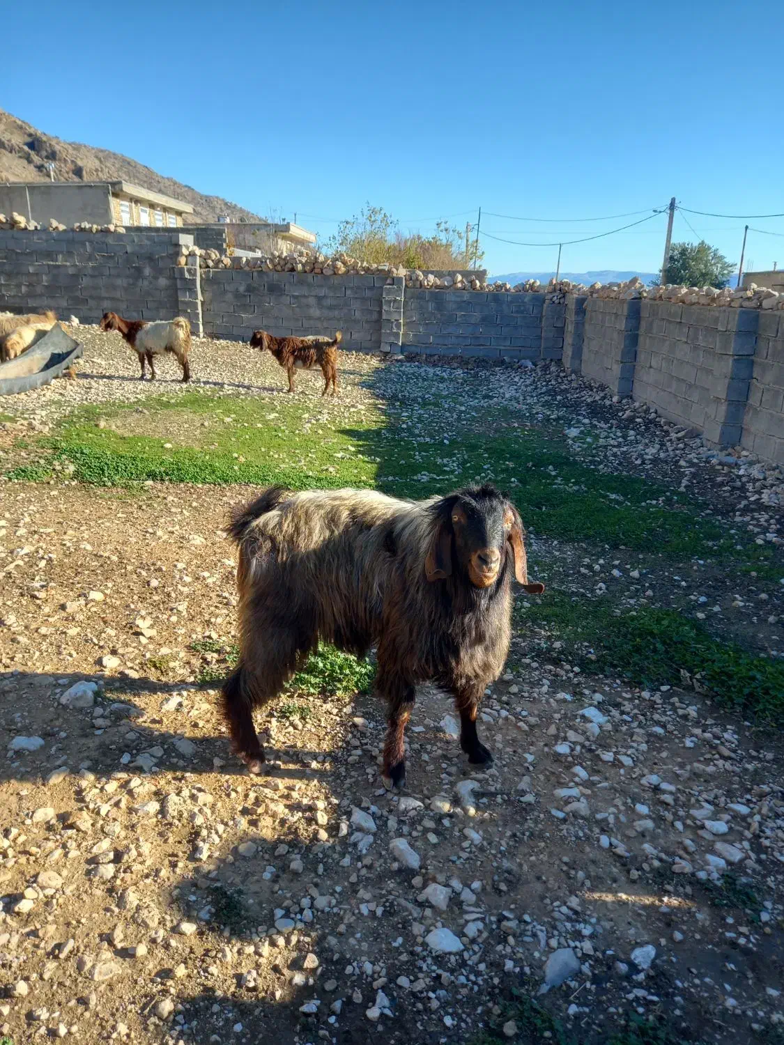 بز نر|حیوانات مزرعه|شباب, |دیوار