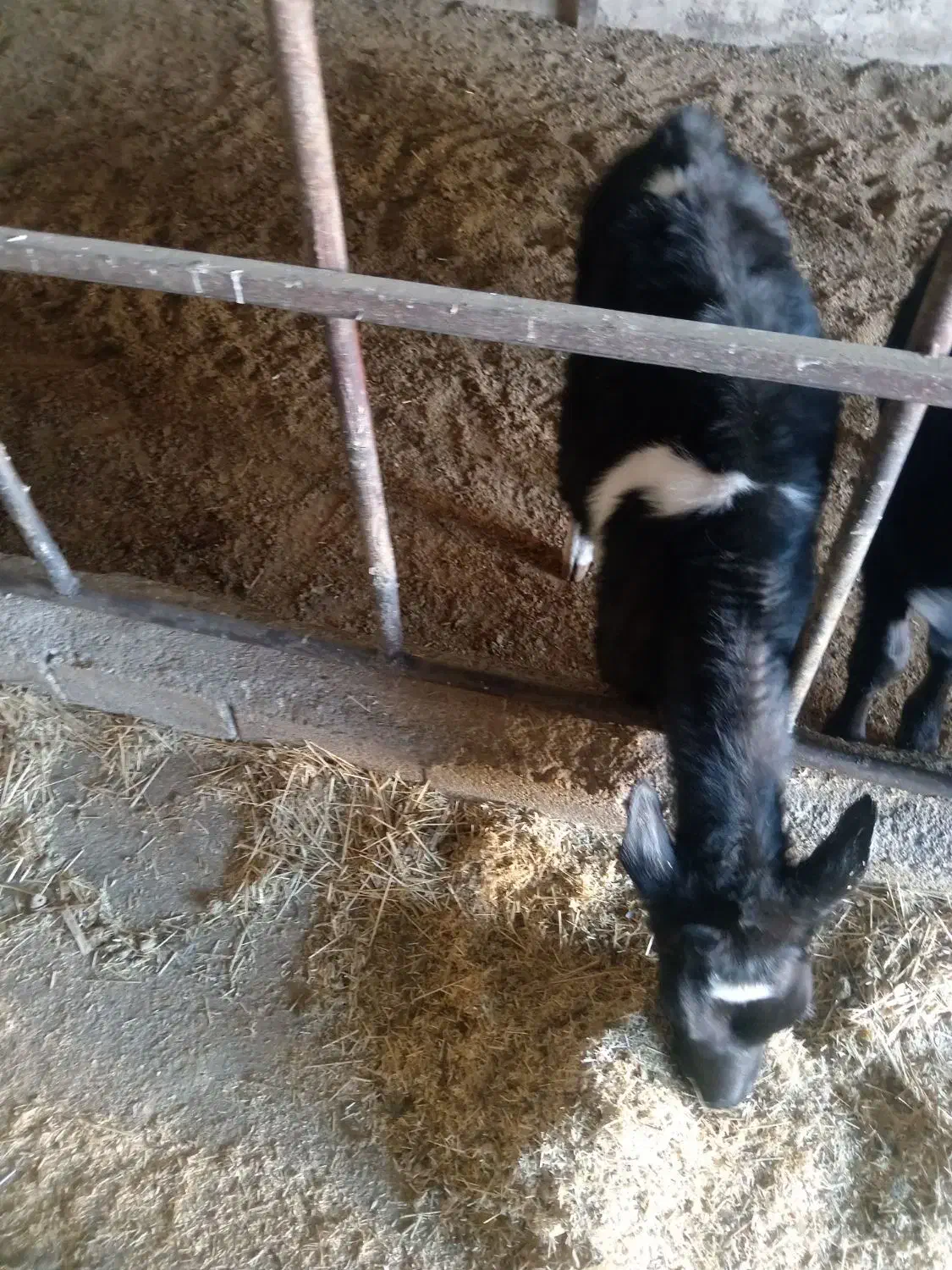 گوساله|حیوانات مزرعه|عسگران, |دیوار