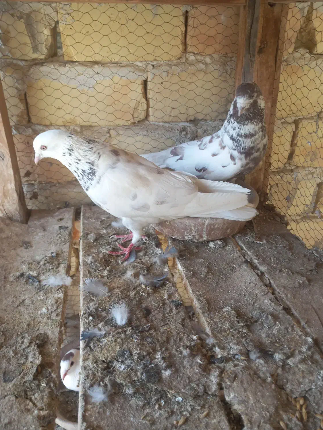 پرنده|پرنده|آران و بیدگل, |دیوار