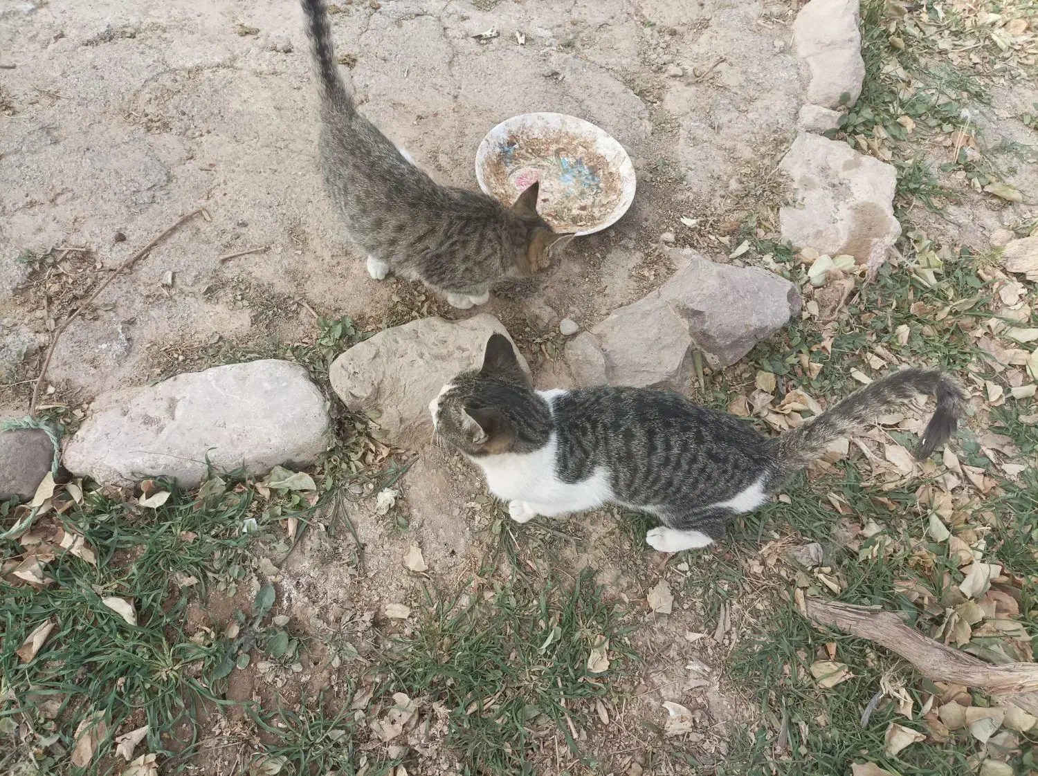 فروش گربه خانگی|گربه|آبکوه, |دیوار