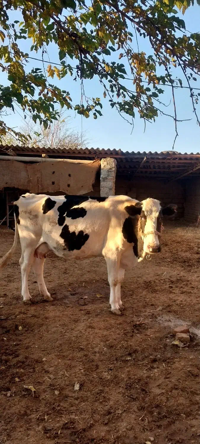 گاو شیری هلشتاین|حیوانات مزرعه|انبارآلوم, |دیوار