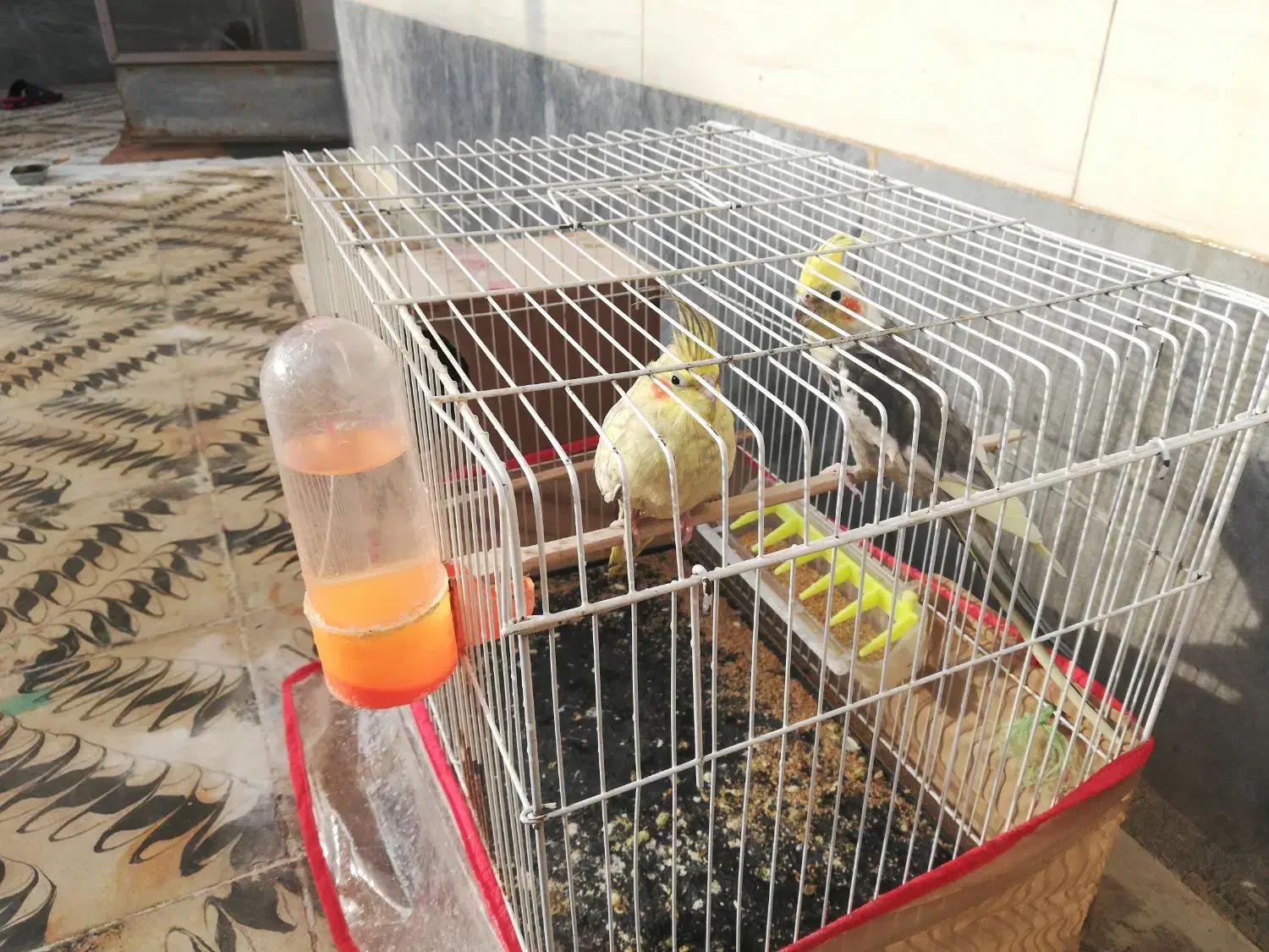 عروس هلندی مولد|پرنده|بجستان, |دیوار