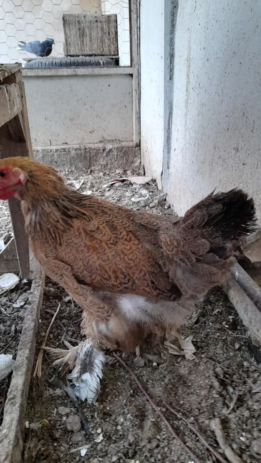 مرغ امپراطور|حیوانات مزرعه|اصفهان, سرچشمه|دیوار