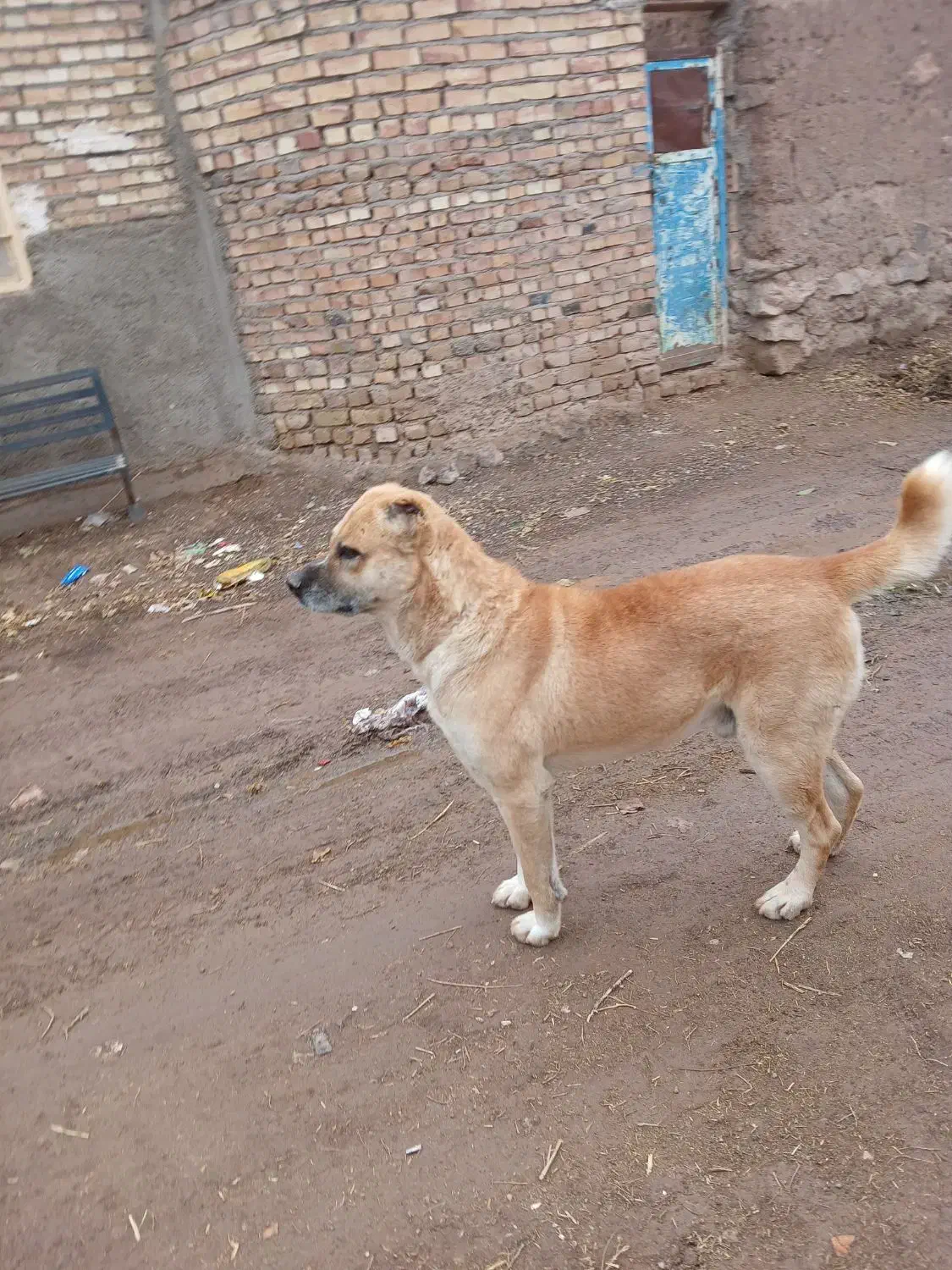 سک گله|حیوانات|طاغنکوه, |دیوار