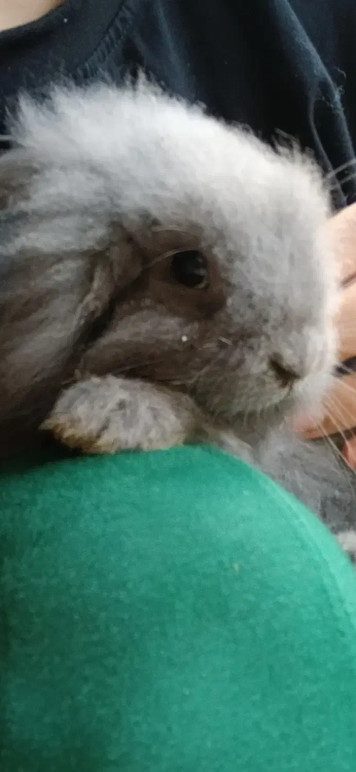 خرگوش لوپ اصل|موش و خرگوش|سرخرود, |دیوار