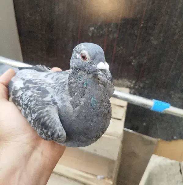 کفتر پرشی|پرنده|فردیس, طالقانی|دیوار