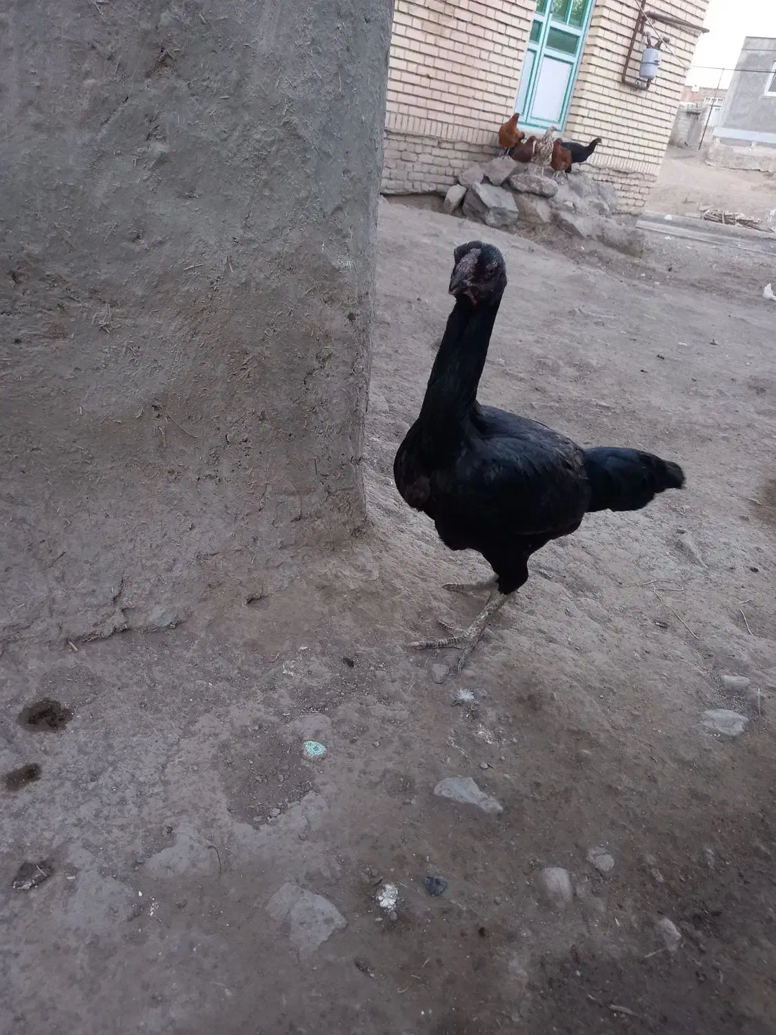 مرغ لاری|حیوانات مزرعه|ثمرین, |دیوار