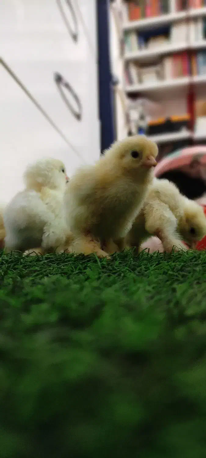 جوجه برهما اصیل|حیوانات مزرعه|گرگان, |دیوار