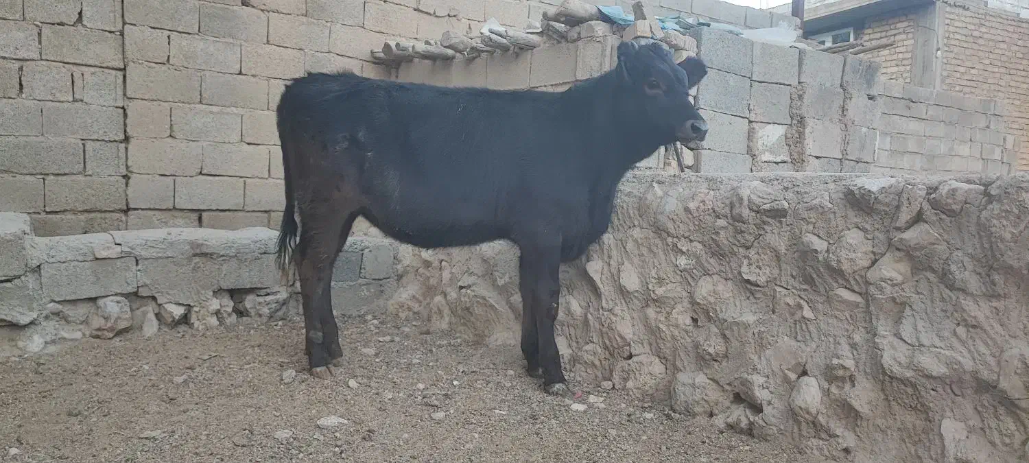 گاو و گوساله (تلیسه برانسویس)|حیوانات مزرعه|کامفیروز, |دیوار