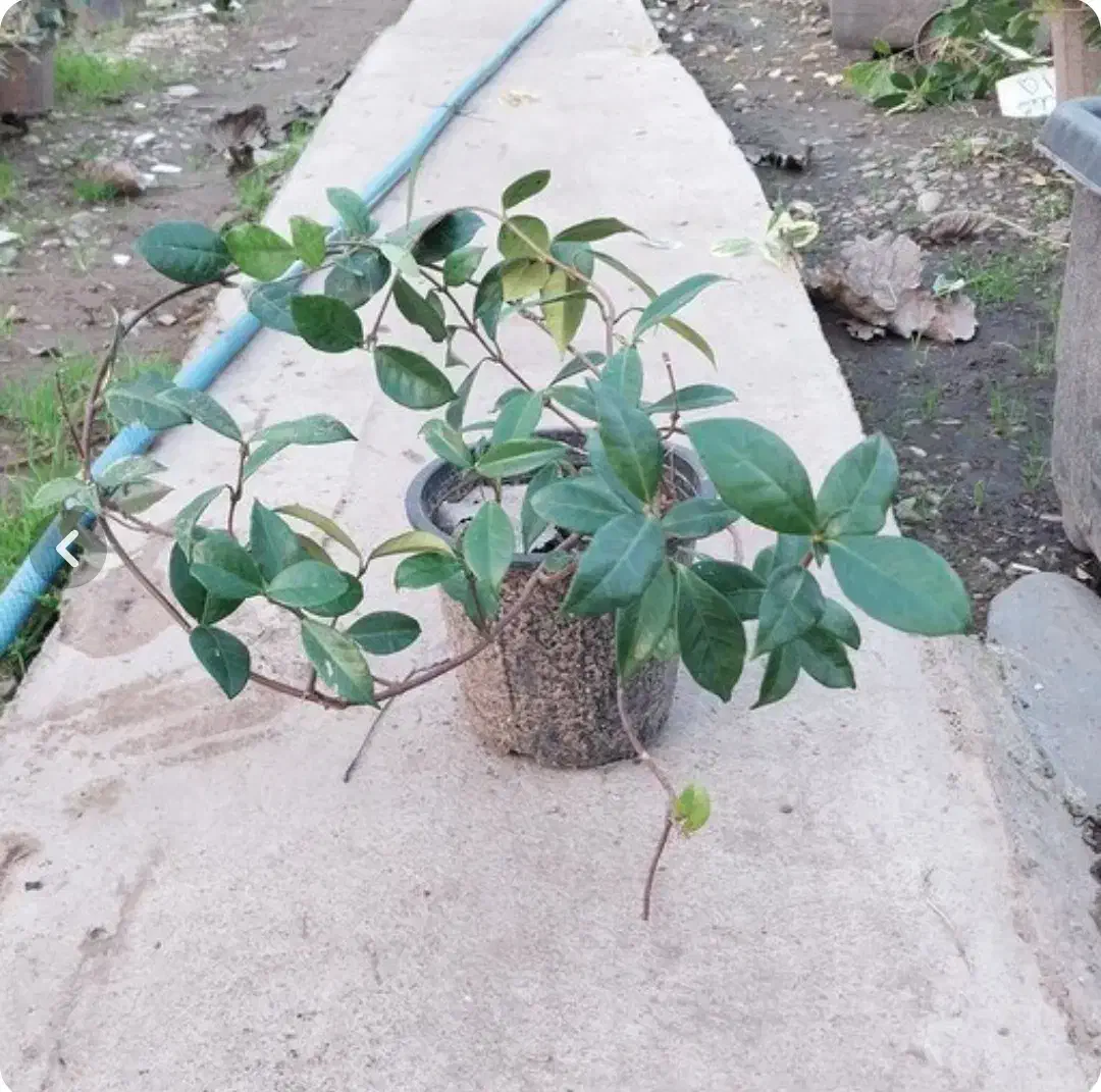 یاس جاسمین|گل و گیاه طبیعی|کرمان, |دیوار