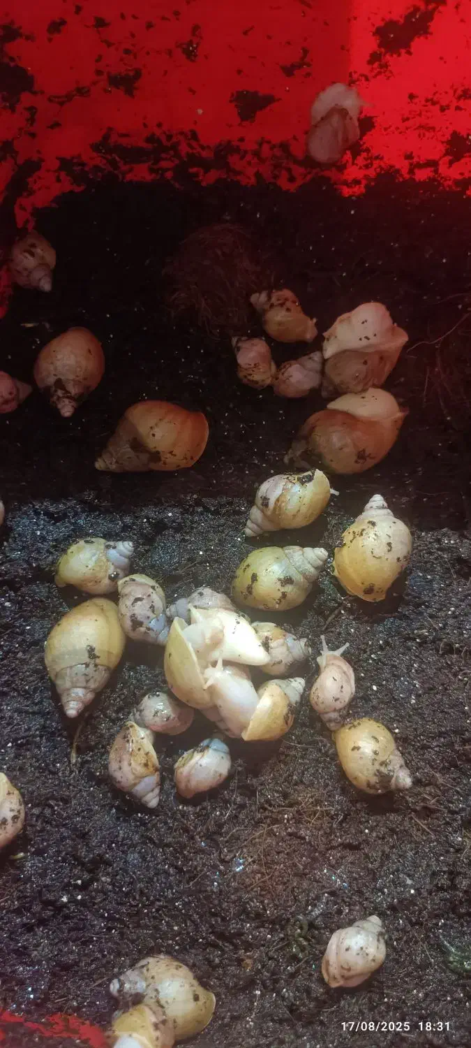 حلزون آلبینو . آچیتا|خزنده|قرچک, میرزائی جنوبی|دیوار