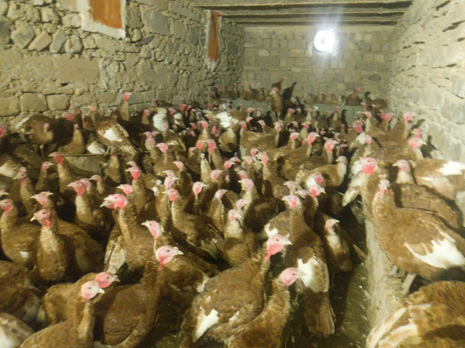 بوقلمون|حیوانات مزرعه|دهگلان, |دیوار