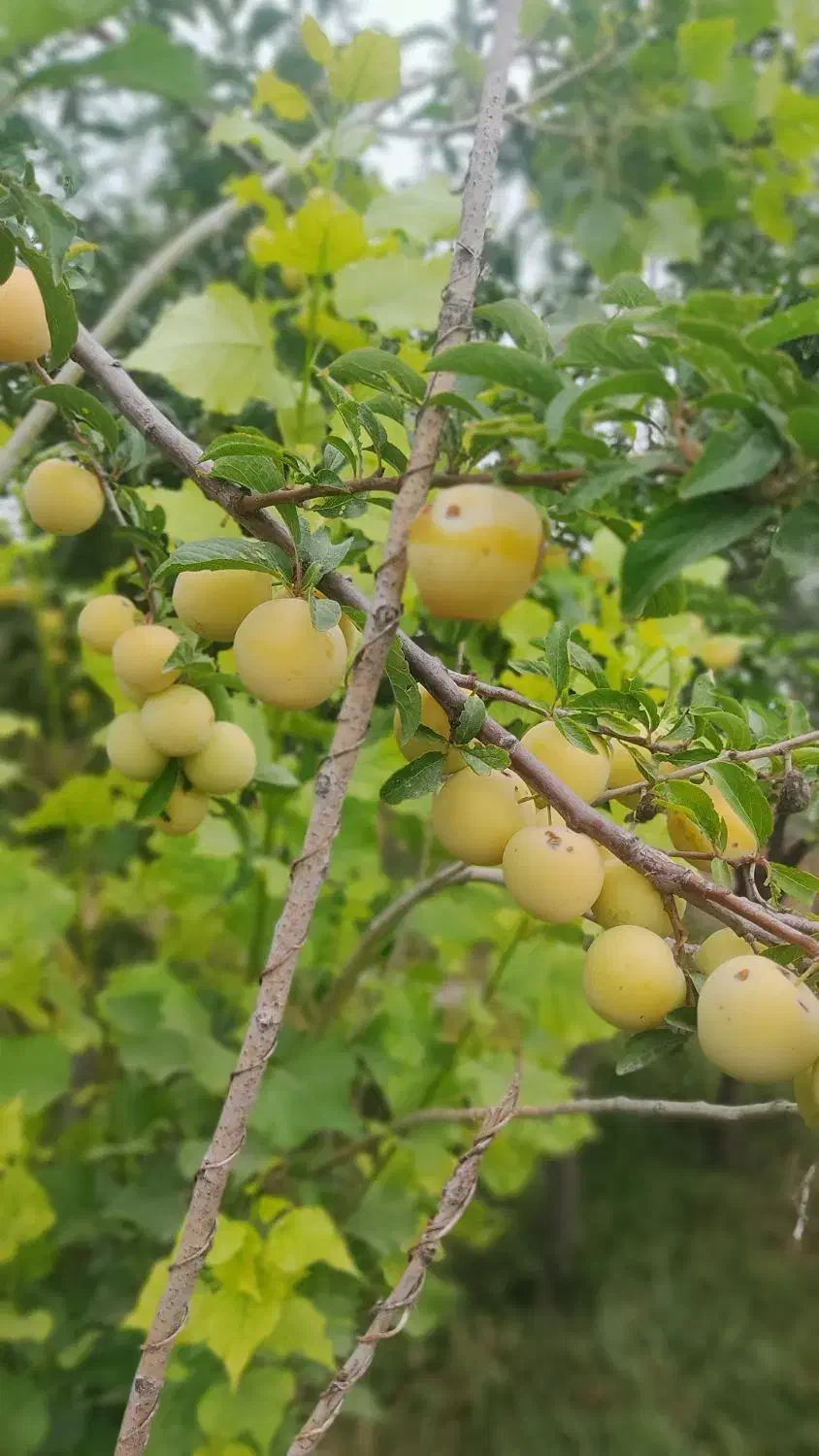 اجاره زمین رایگان|اجارهٔ دفتر صنعتی، کشاورزی، تجاری|نمین, |دیوار