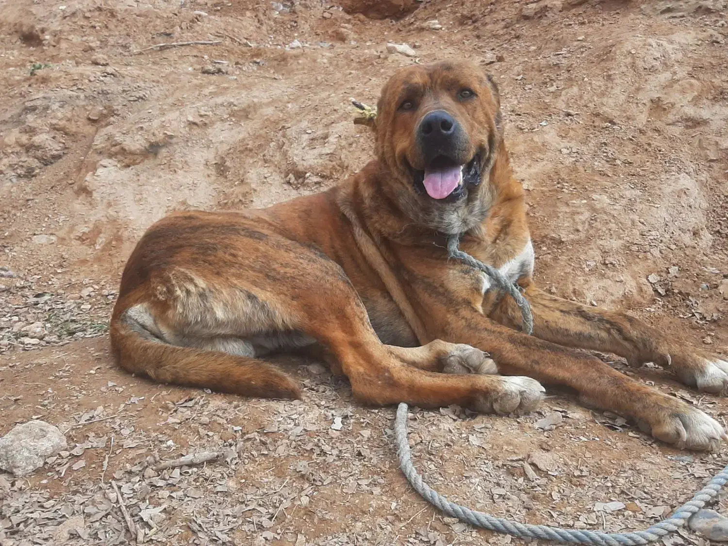 سگ خراسانی|سگ|باخزر, |دیوار