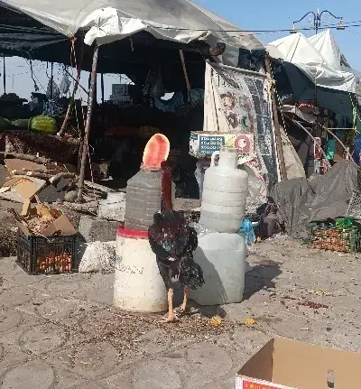 جوجه لاری|حیوانات مزرعه|مینودشت, |دیوار