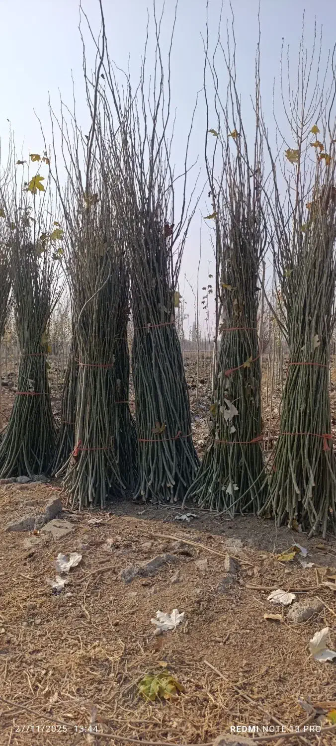 قلمه تبریزی|خدمات باغبانی و درختکاری|میاندوآب, |دیوار