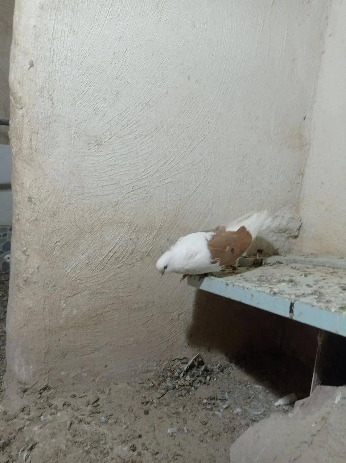 کبوتر|پرنده|بستان آباد, |دیوار