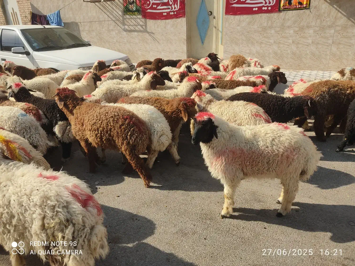 گوسفندوبره عربی چاق چاق((همراه باقصاب رایگان))|حیوانات مزرعه|اهواز, پادادشهر|دیوار