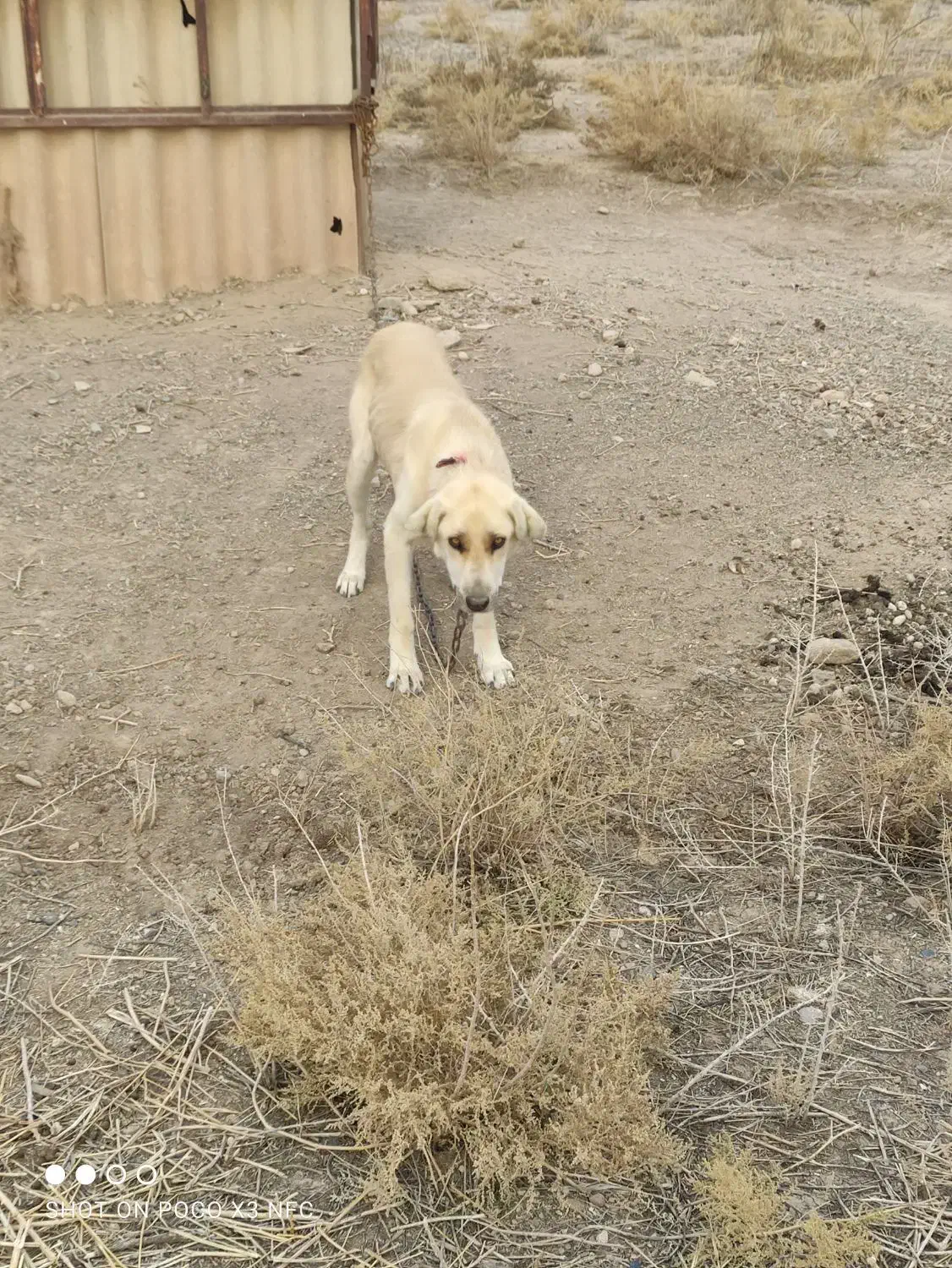 سگ سراب گله گرگرو سگ ژرمن نگهبان|سگ|صوفیان, |دیوار