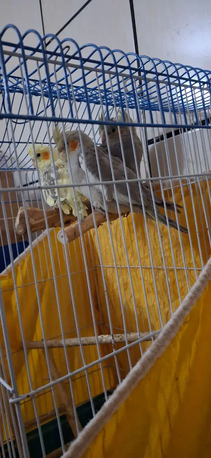 عروس هلندی|پرنده|خمینی‌شهر, |دیوار