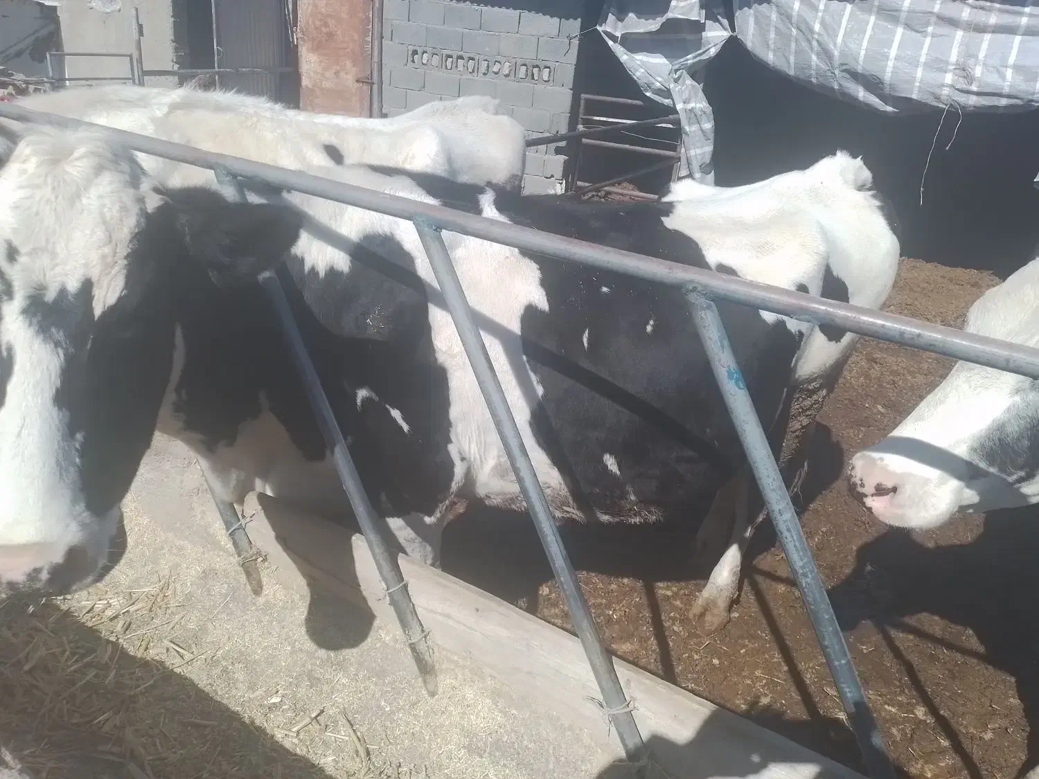 گاو فروشی|حراج|جغتای, |دیوار