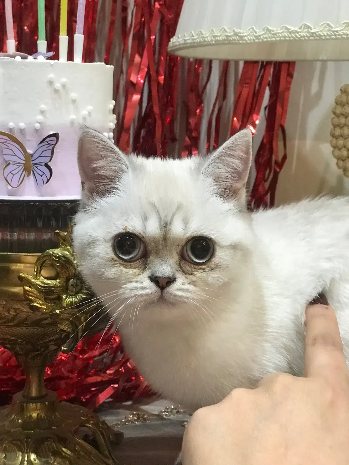 اسکاتیش فولد اصیل|گربه|اردبیل, |دیوار