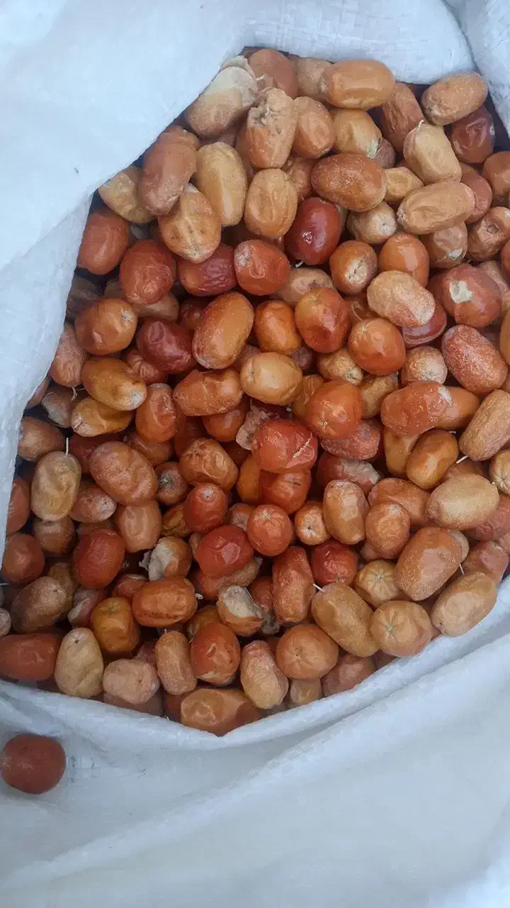 سنجد|خوردنی و آشامیدنی|نهاوند, |دیوار