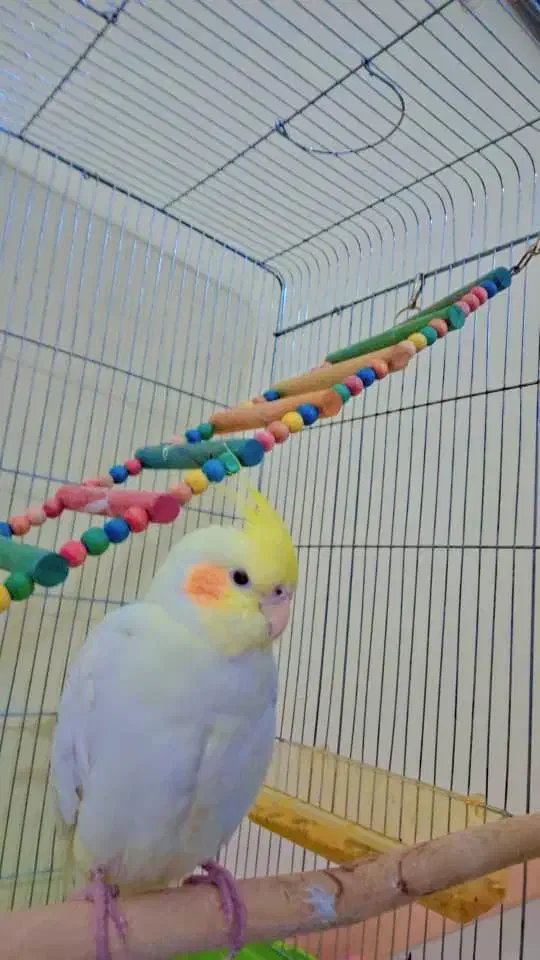 عروس هلندی گمشده|حیوانات|شیراز, عفیفآباد|دیوار