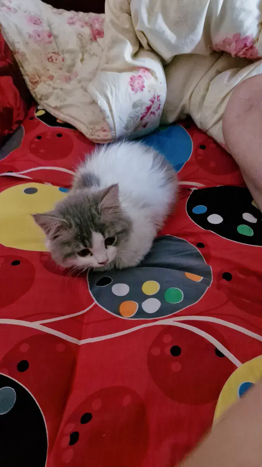 واگذاری گربه|گربه|ساری, |دیوار