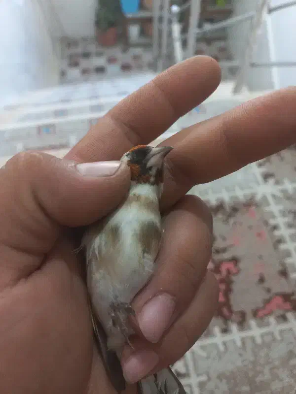 پرنده سهره چونه خطی|پرنده|اردبیل, |دیوار