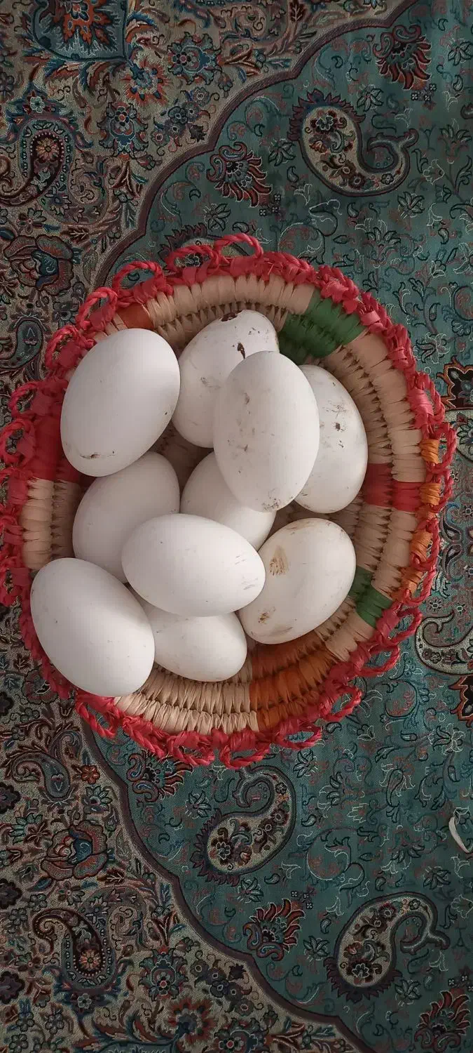 تخم غاز|حیوانات مزرعه|بندرعباس, |دیوار