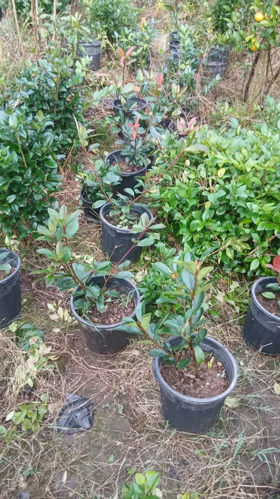 فتونیا|گل و گیاه طبیعی|کلاچای, |دیوار