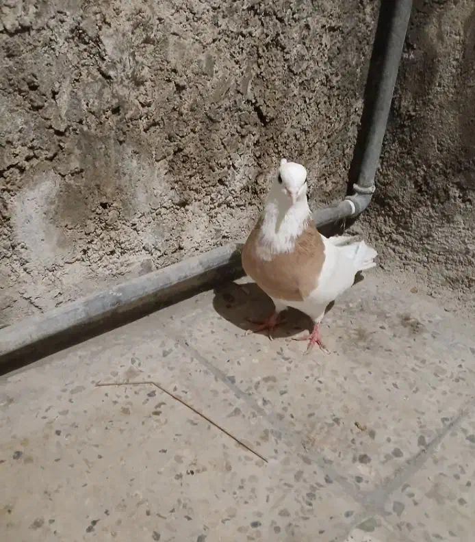 دونه آیی ۶۰۰|پرنده|باغ ملک, |دیوار