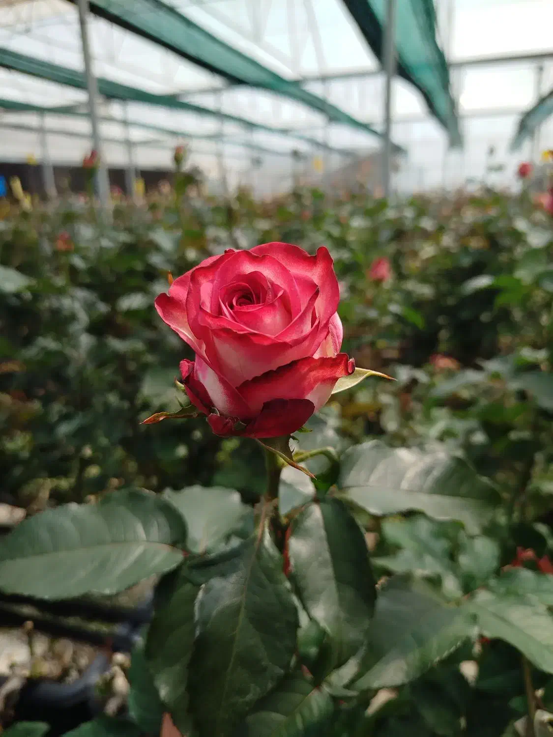 نیروی کار آقا|استخدام صنعتی، فنی، مهندسی|لالجین, |دیوار