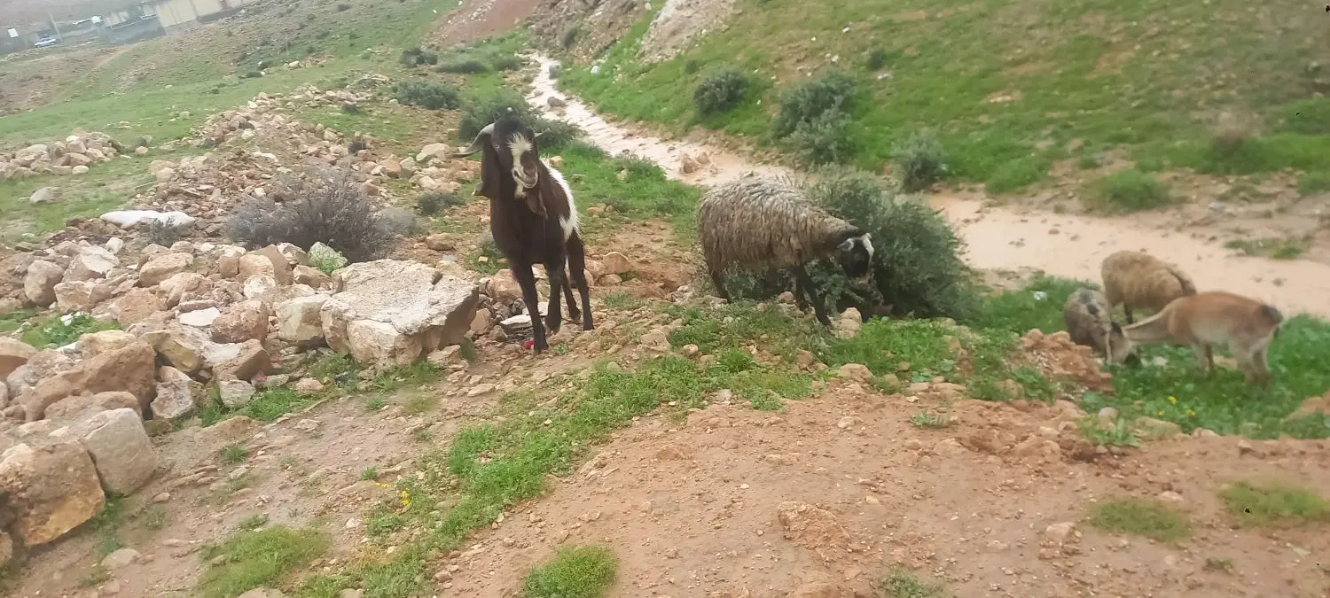 دبر (بز نر)|حیوانات مزرعه|زرین دشت (فارس), |دیوار