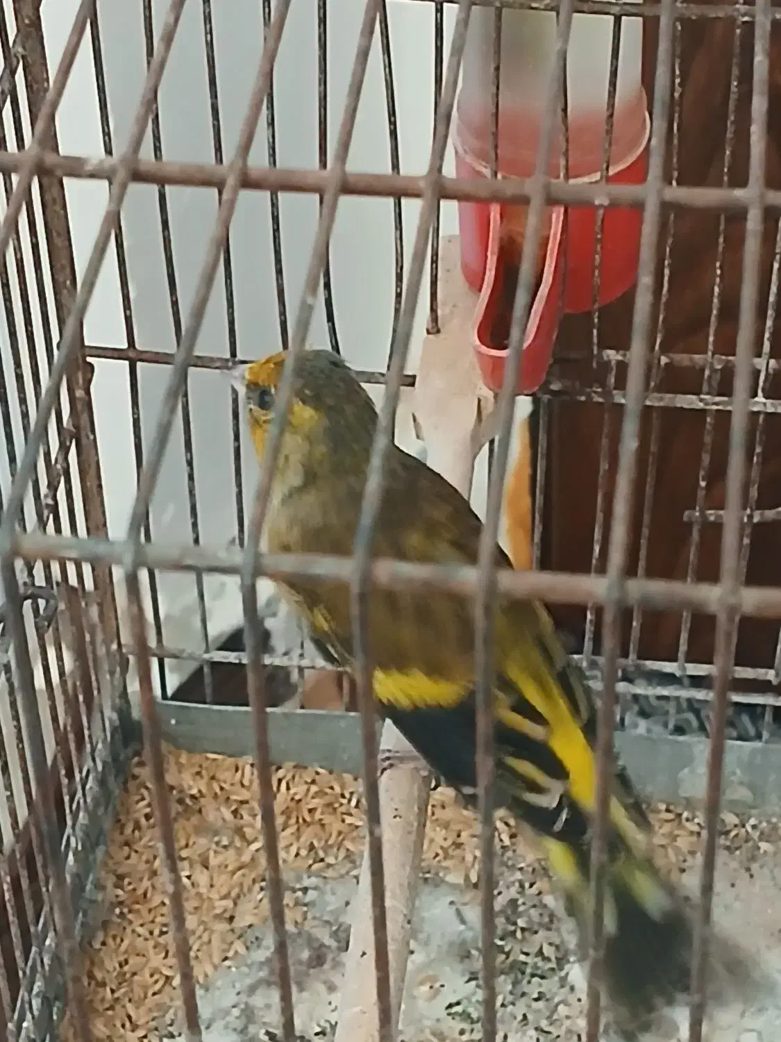 سهره قناری|پرنده|خلخال, |دیوار