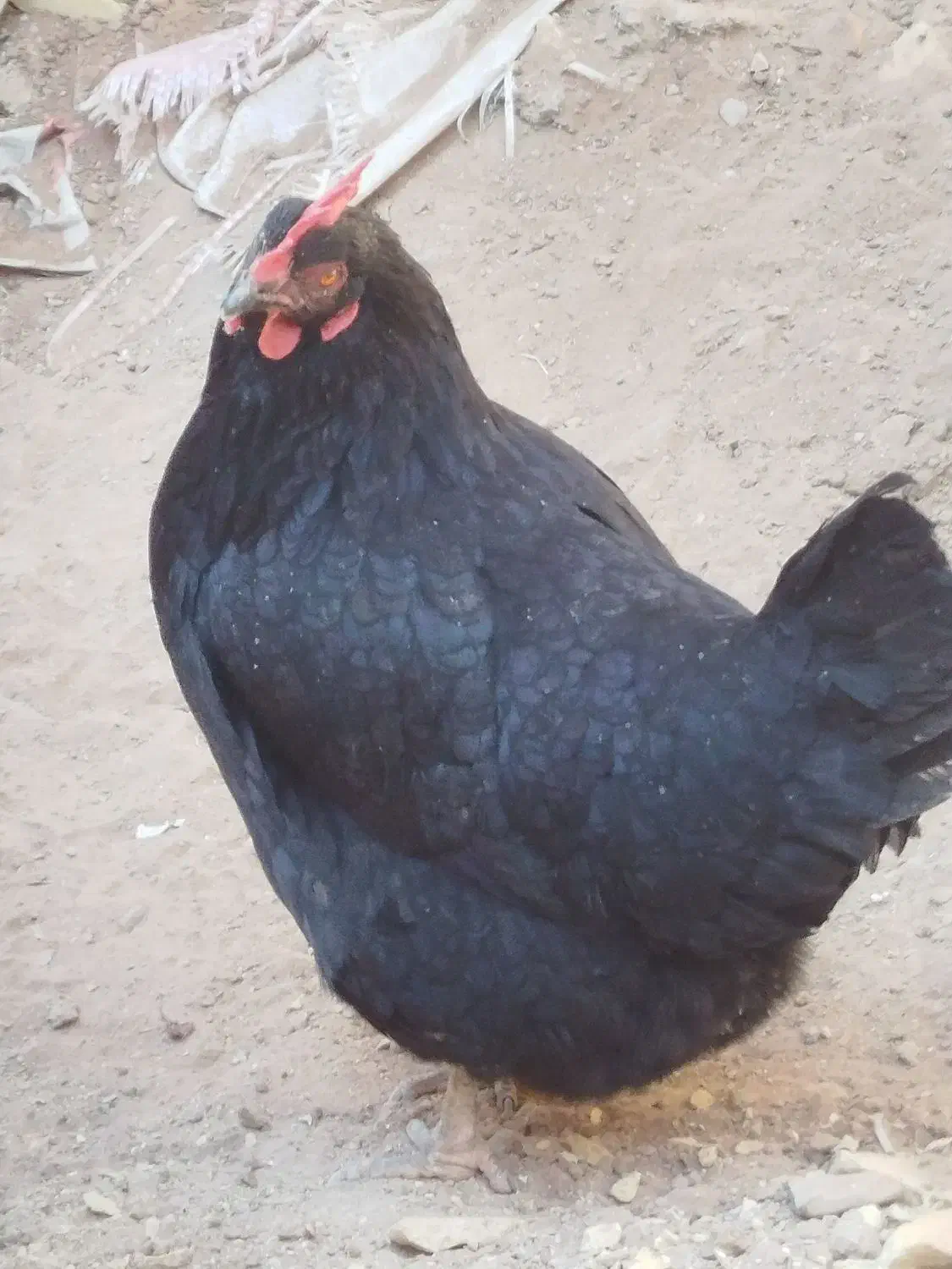 مرغ|حیوانات مزرعه|حمیدیا, |دیوار