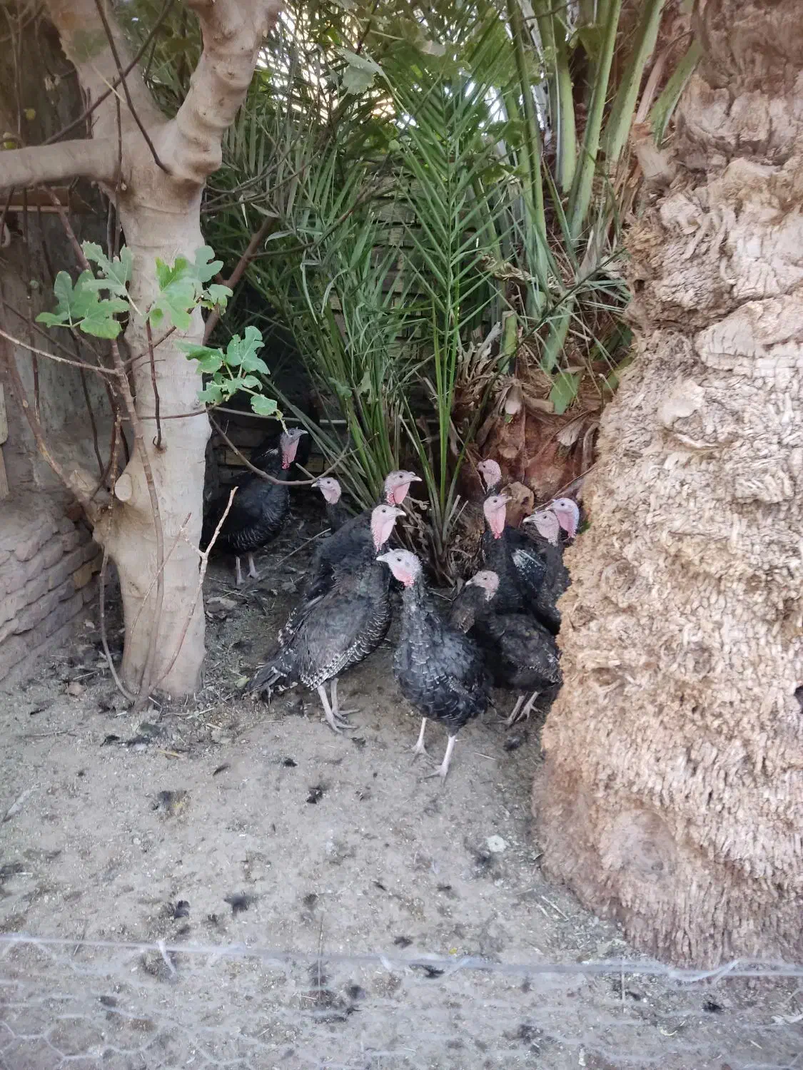 بوقلمون|حیوانات مزرعه|بم, |دیوار