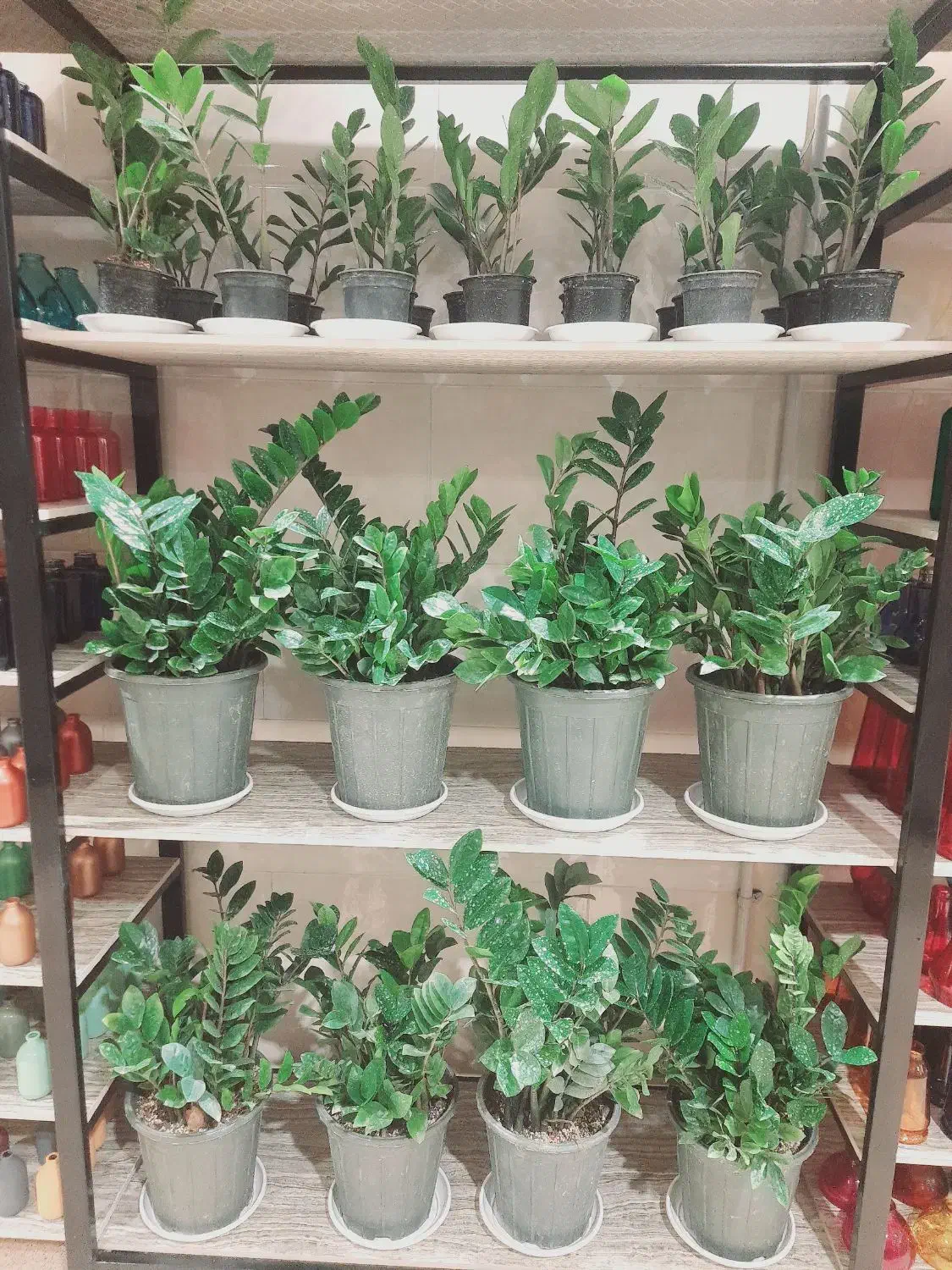 فروش هدایای مناسبتی (به قیمت تولیدی)|گل و گیاه طبیعی|رفسنجان, |دیوار